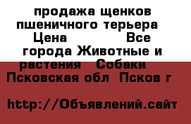 продажа щенков пшеничного терьера › Цена ­ 35 000 - Все города Животные и растения » Собаки   . Псковская обл.,Псков г.